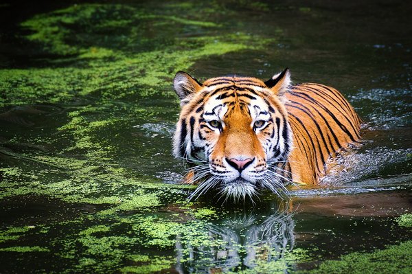 Comment les animaux sauvages font-ils face à la pollution de l'air dans les grandes métropoles ?