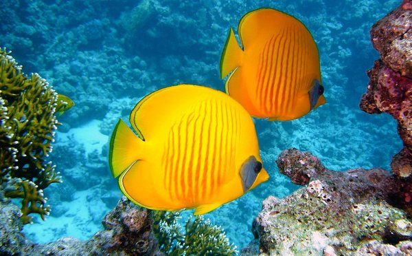 Quels sont les signes de maladie chez les poissons de bassin et comment améliorer leur environnement ?