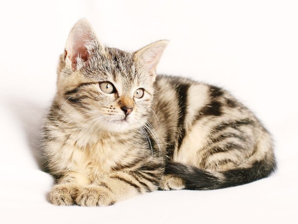 Quels sont les jeux de réflexion adaptés à un chat de race Somali particulièrement intelligent ?