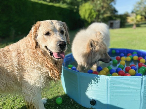 Ladybel : des soins essentiels pour le bonheur de vos animaux