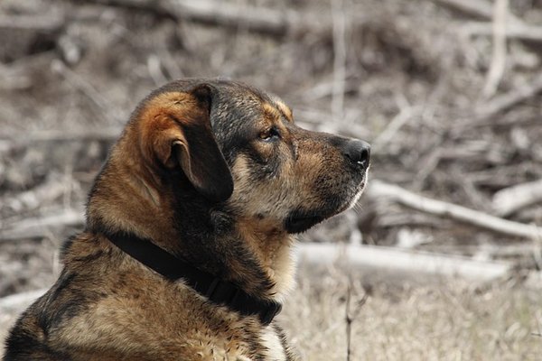 Collier connecté pour chien : le guide pour une sécurité optimale