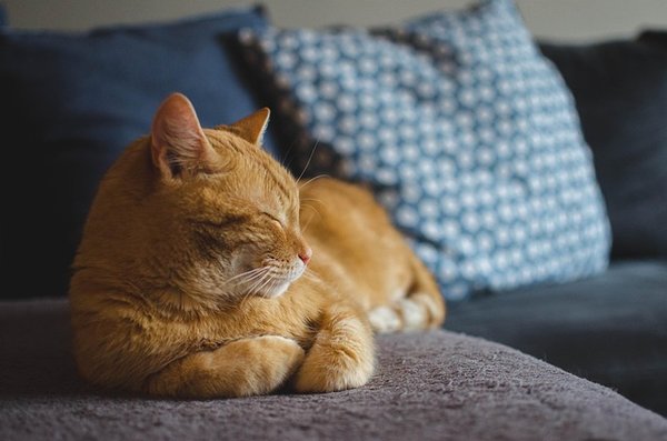 Guides indispensables pour équiper votre chat avec style