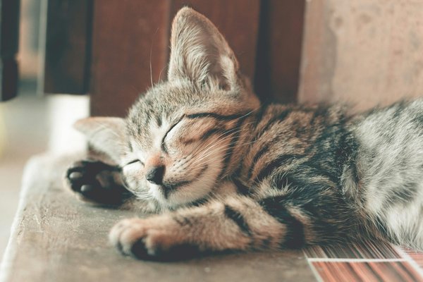 Traitement de l'otite chez le chat : les gouttes à connaître